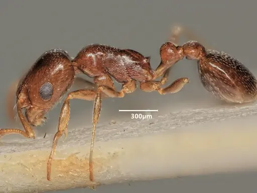 Cardiocondyla ulianini - ANTWEB1048545