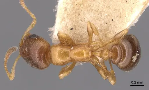 Cardiocondyla ulianini - CASENT0904461