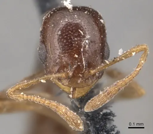 Cardiocondyla ulianini - CASENT0904461