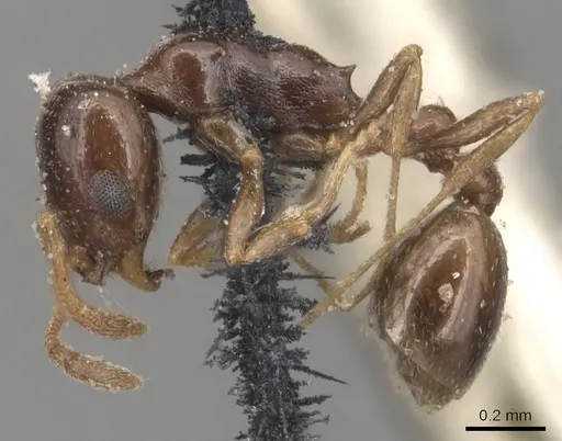 Cardiocondyla ulianini - CASENT0904461