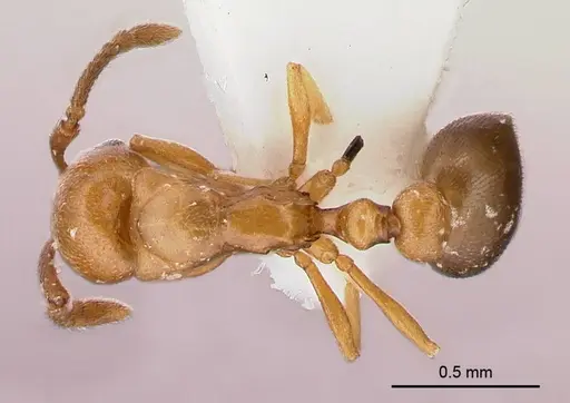 Cardiocondyla venustula specimen