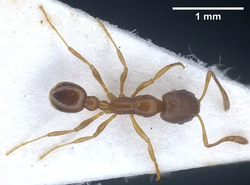 Cardiocondyla venustula - ANTWEB1041254