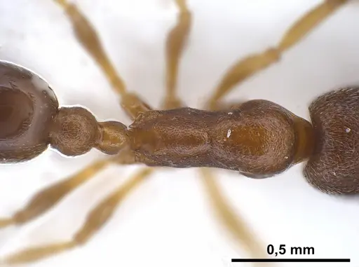 Cardiocondyla venustula - ANTWEB1041254