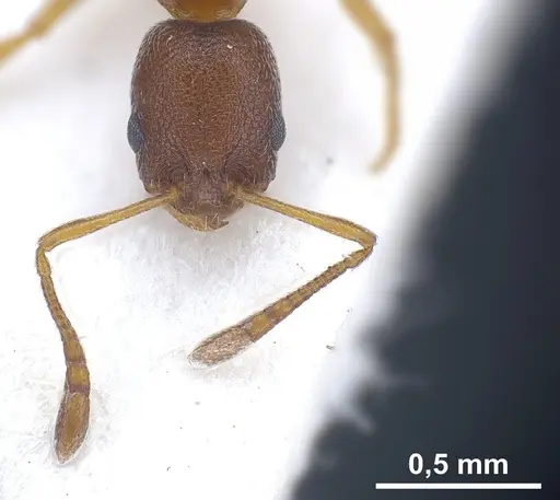 Cardiocondyla venustula - ANTWEB1041254