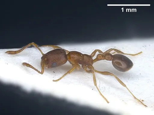 Cardiocondyla venustula - ANTWEB1041254