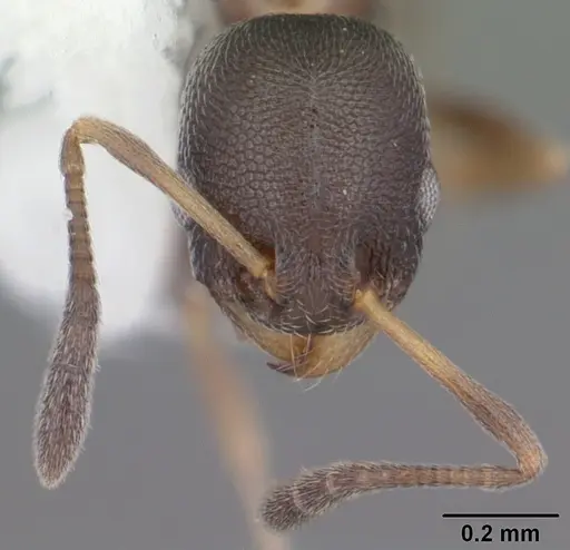 Cardiocondyla venustula - CASENT0103747