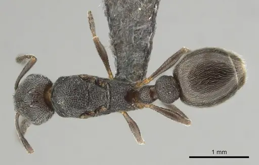 Cardiocondyla venustula - CASENT0256430