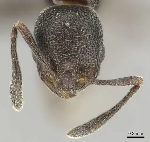 Cardiocondyla venustula - CASENT0256430