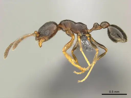 Cardiocondyla venustula - CASENT0258510