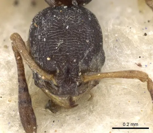 Cardiocondyla venustula - CASENT0901746