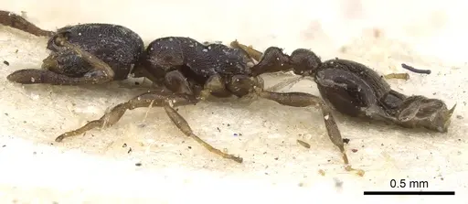 Cardiocondyla venustula - CASENT0901746