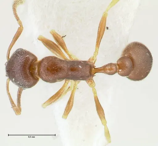 Cardiocondyla venustula - FOCOL1607