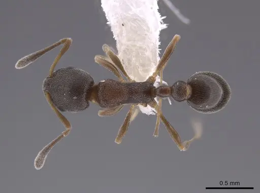 Cardiocondyla venustula - JTLC000007488