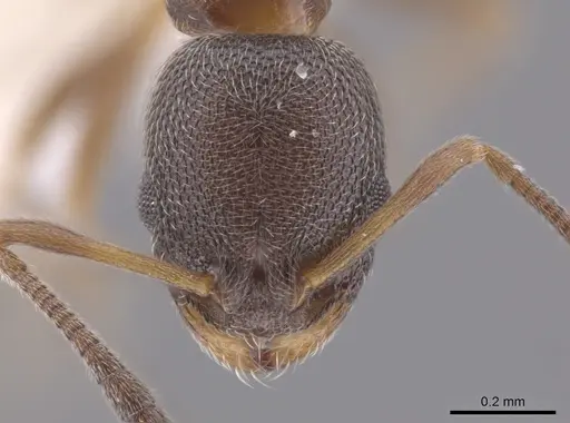 Cardiocondyla venustula - JTLC000007488