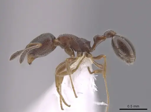 Cardiocondyla venustula - JTLC000007488