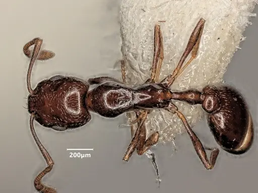 Cardiocondyla verdensis specimen