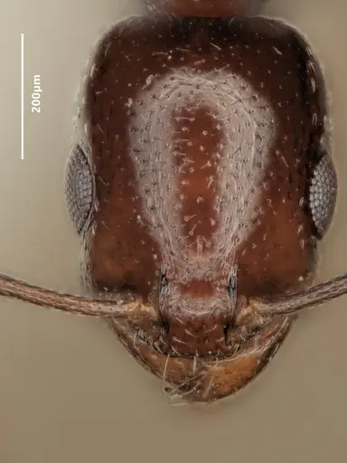 Cardiocondyla verdensis specimen