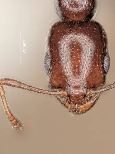 Cardiocondyla verdensis specimen