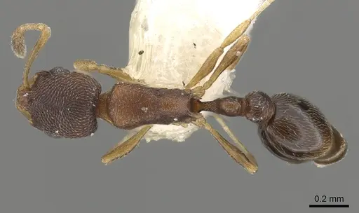 Cardiocondyla weserka specimen