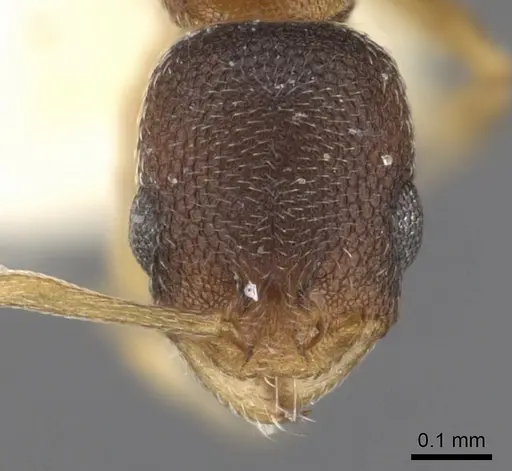 Cardiocondyla weserka specimen