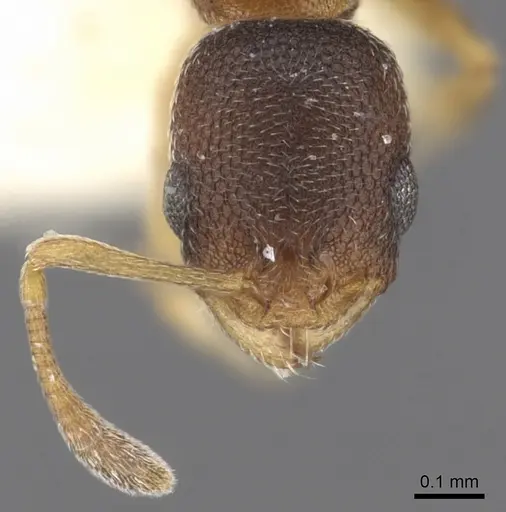 Cardiocondyla weserka specimen