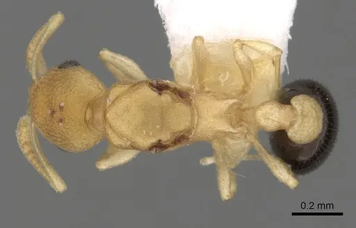 Cardiocondyla wheeleri specimen