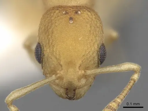 Cardiocondyla wheeleri specimen