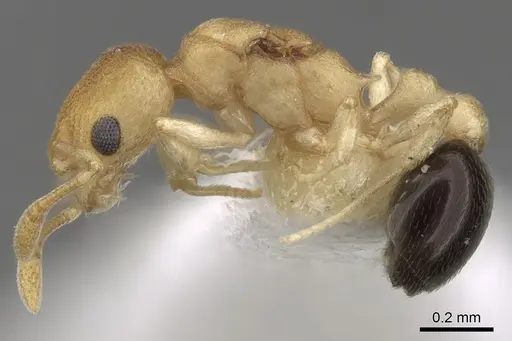 Cardiocondyla wheeleri specimen