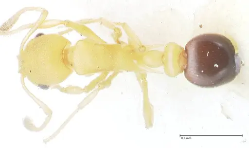 Cardiocondyla wheeleri - FOCOL1613