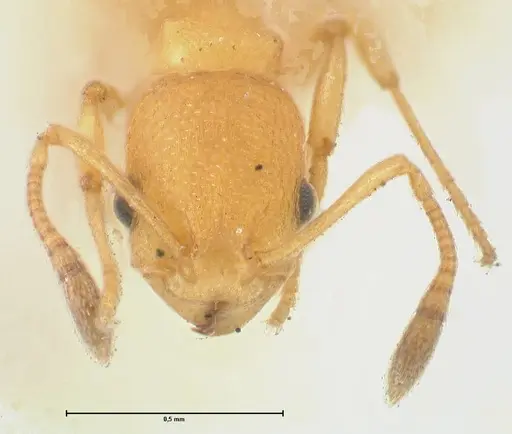 Cardiocondyla wheeleri - FOCOL1613