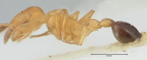 Cardiocondyla wheeleri - FOCOL1613