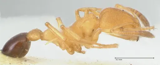 Cardiocondyla wheeleri - FOCOL1613