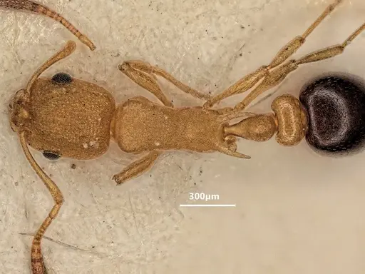 Cardiocondyla wheeleri - FOCOL1614