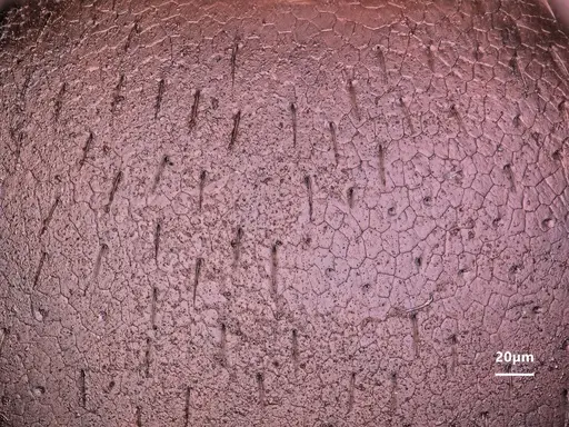 Cardiocondyla wheeleri - FOCOL1614