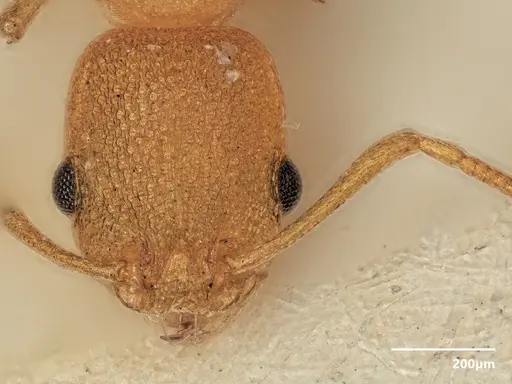 Cardiocondyla wheeleri - FOCOL1614