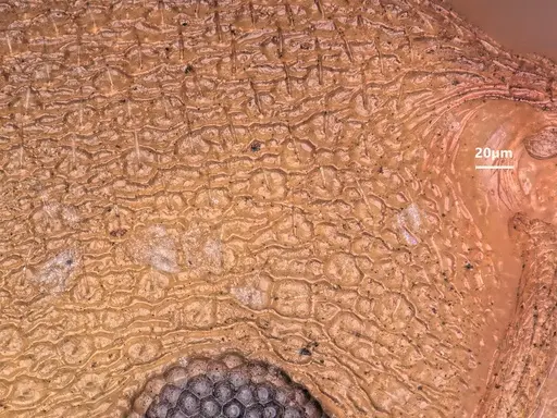 Cardiocondyla wheeleri - FOCOL1614