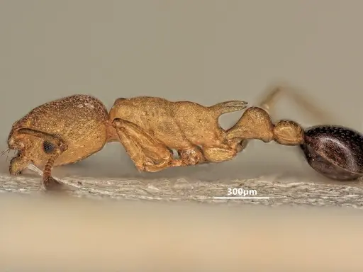 Cardiocondyla wheeleri - FOCOL1614