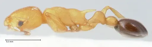 Cardiocondyla wheeleri - FOCOL1614