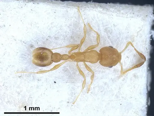 Cardiocondyla wroughtonii specimen