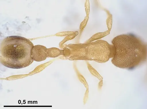 Cardiocondyla wroughtonii specimen