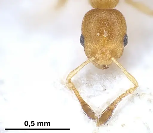 Cardiocondyla wroughtonii specimen