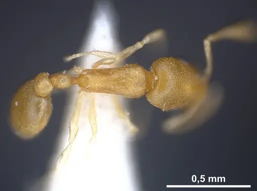 Cardiocondyla yemeni specimen