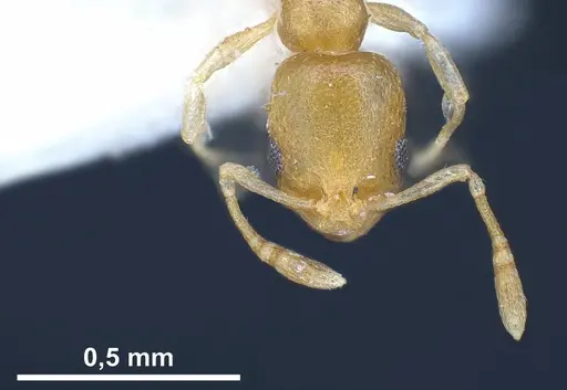 Cardiocondyla yemeni specimen