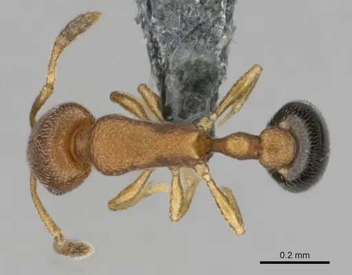 Cardiocondyla yoruba specimen