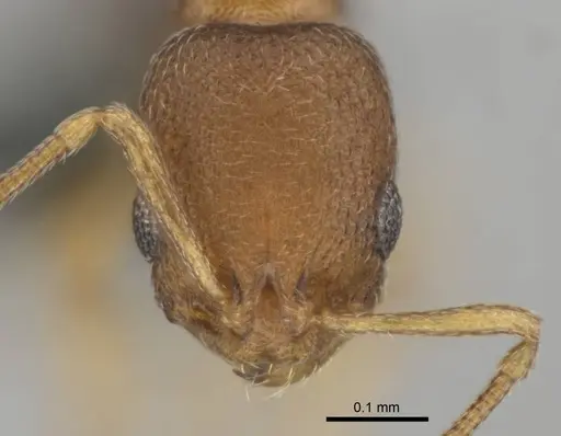 Cardiocondyla yoruba specimen