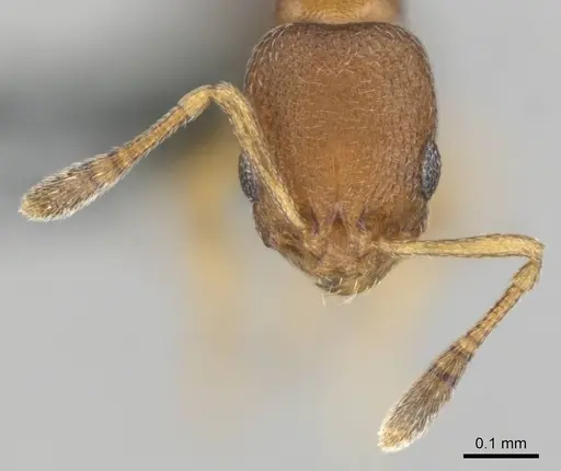 Cardiocondyla yoruba specimen