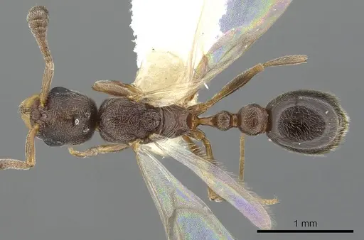 Cardiocondyla zoserka specimen