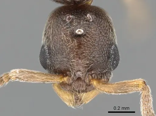 Cardiocondyla zoserka specimen