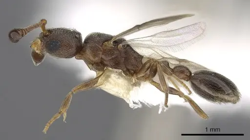 Cardiocondyla zoserka specimen