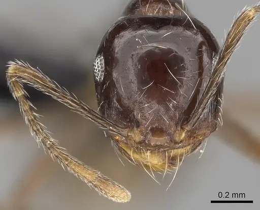 Carebara aberrans specimen